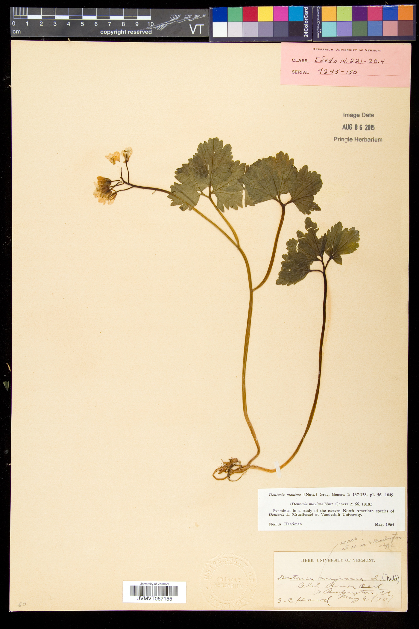 Cardamine maxima image