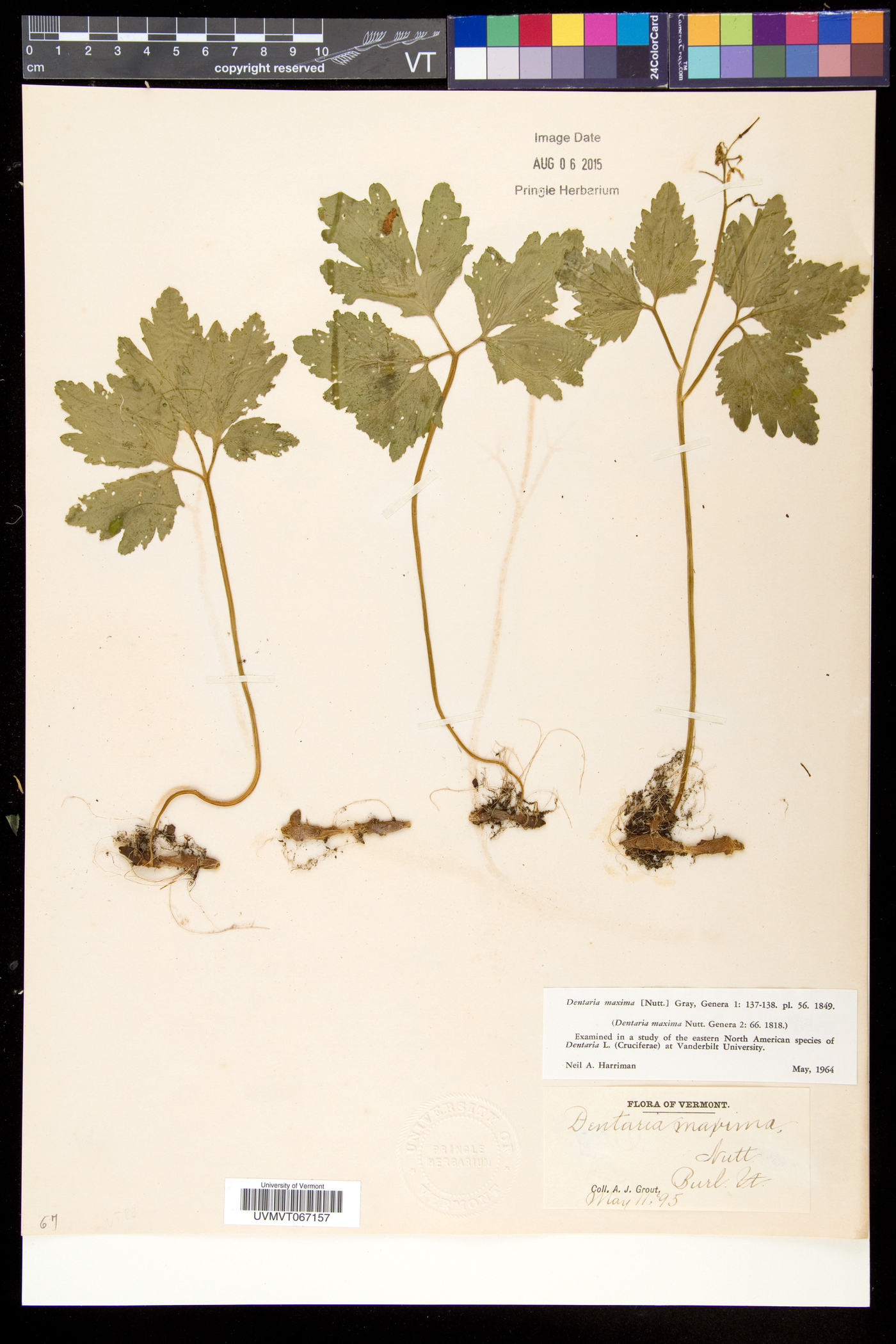 Cardamine maxima image