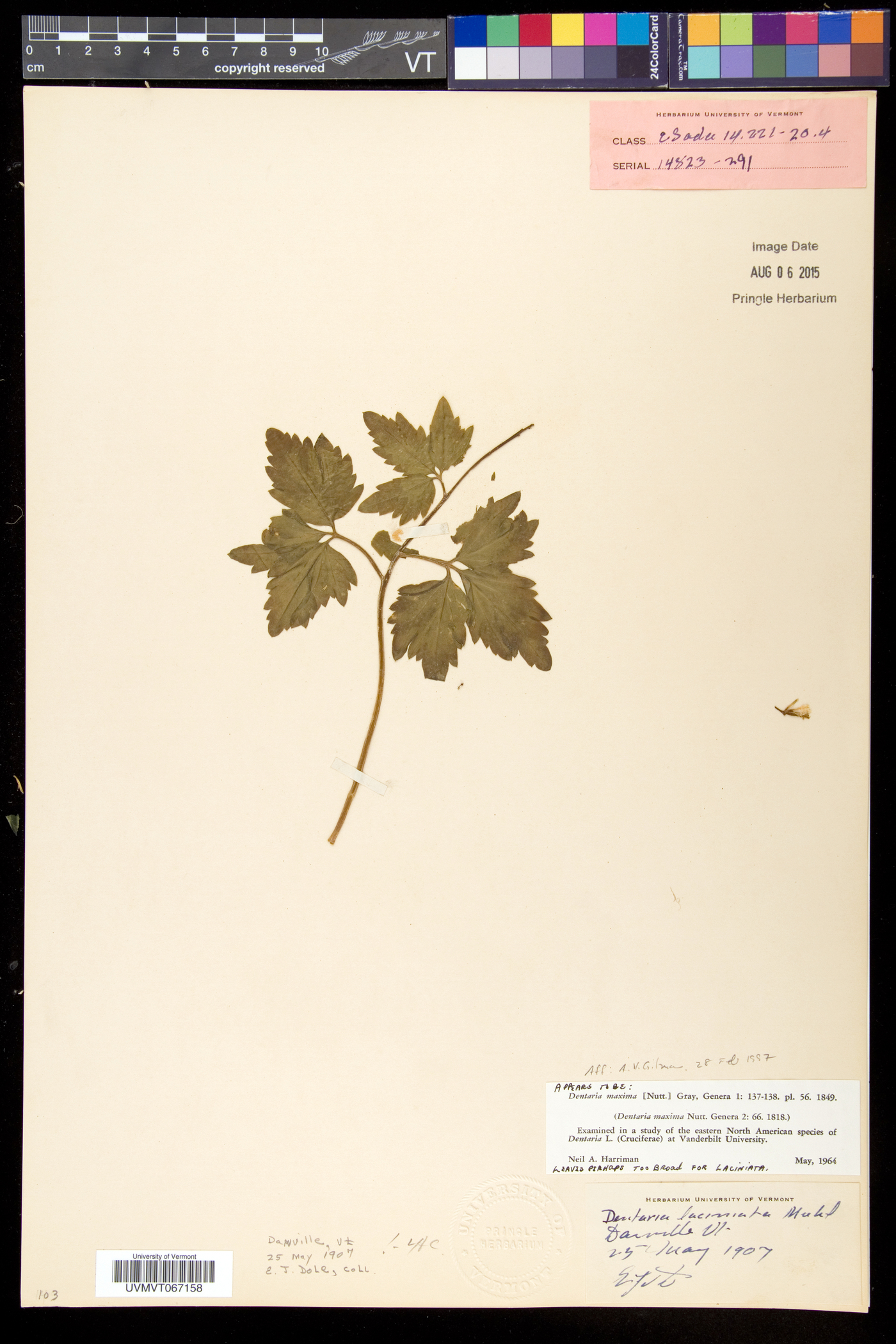 Cardamine maxima image