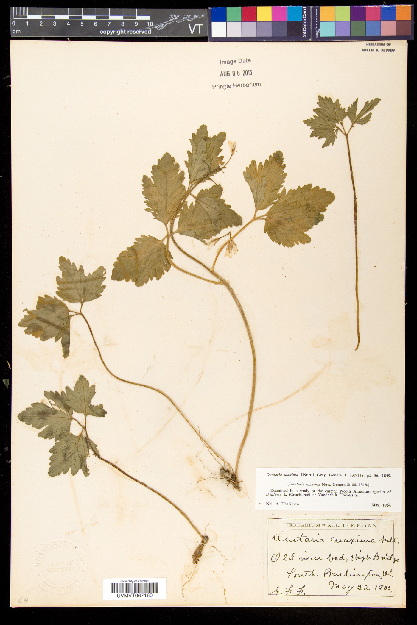 Cardamine maxima image