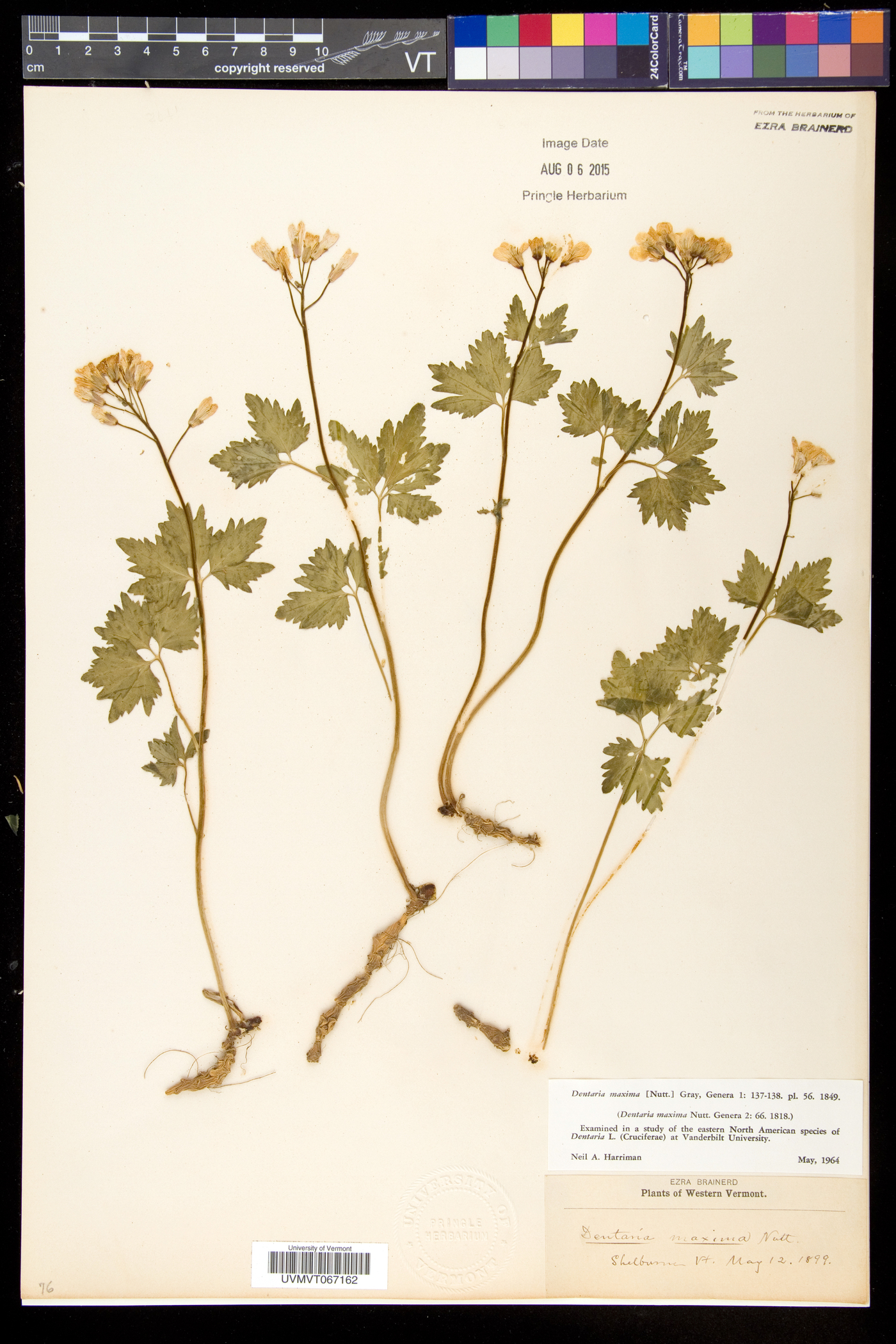 Cardamine maxima image