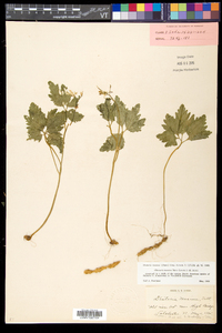 Cardamine maxima image