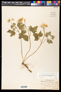 Cardamine maxima image