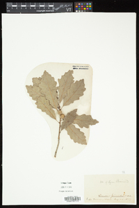 Quercus prinoides image