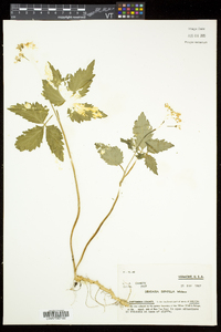 Cardamine diphylla image