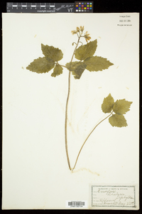 Cardamine diphylla image