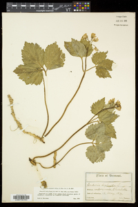 Cardamine diphylla image