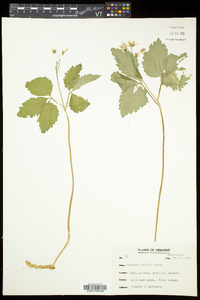 Cardamine diphylla image