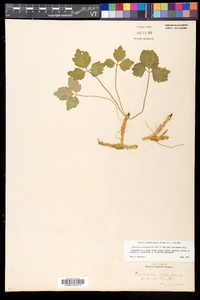 Cardamine diphylla image