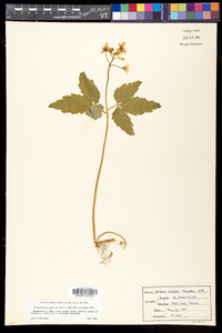 Cardamine diphylla image