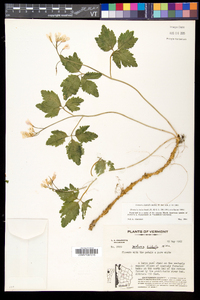 Cardamine diphylla image