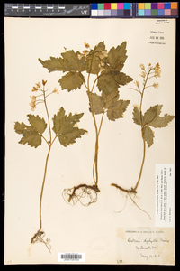 Cardamine diphylla image