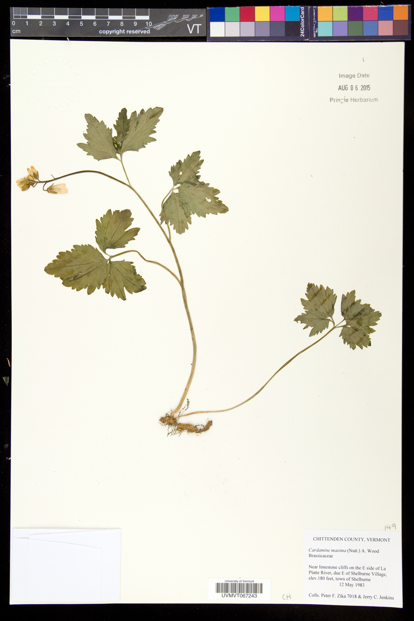 Cardamine maxima image