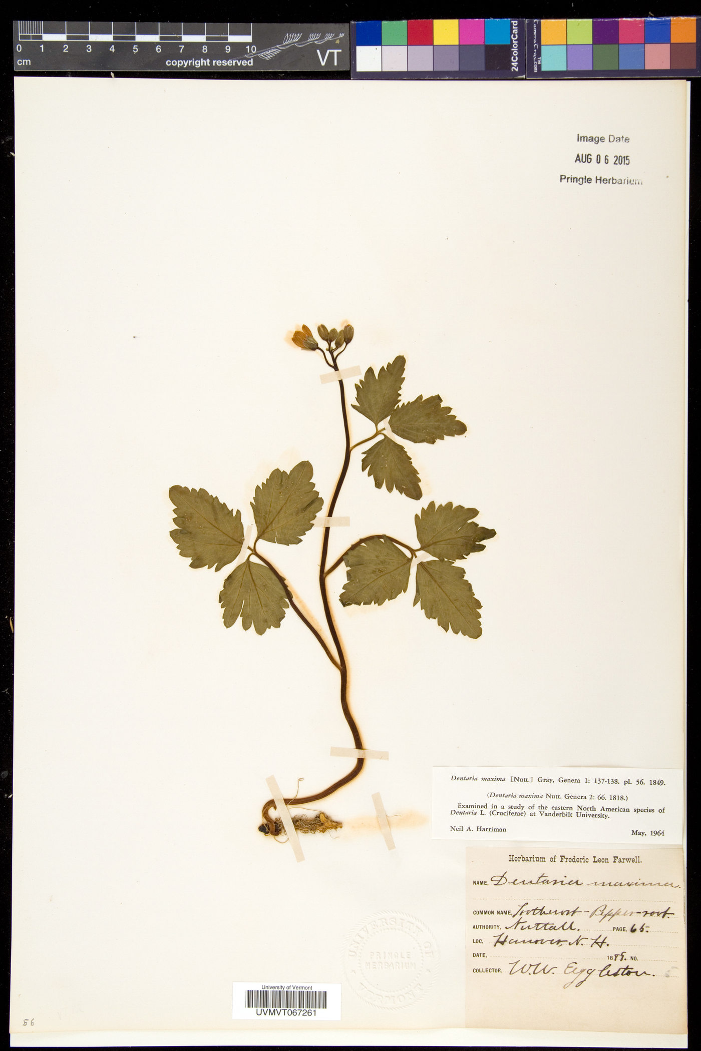 Cardamine maxima image