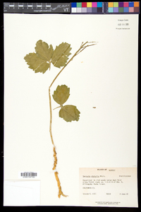 Cardamine diphylla image