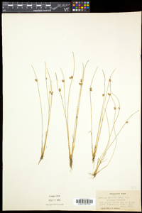 Schoenoplectiella smithii image