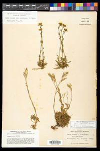 Draba arabisans image