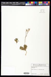 Draba arabisans image