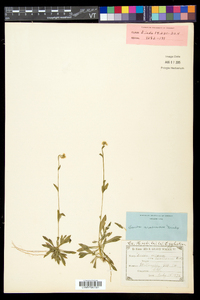 Draba arabisans image