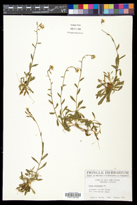 Draba arabisans image