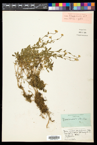 Draba arabisans image