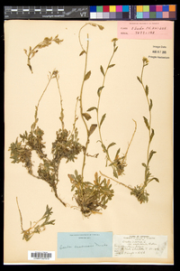 Draba arabisans image