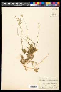 Draba arabisans image