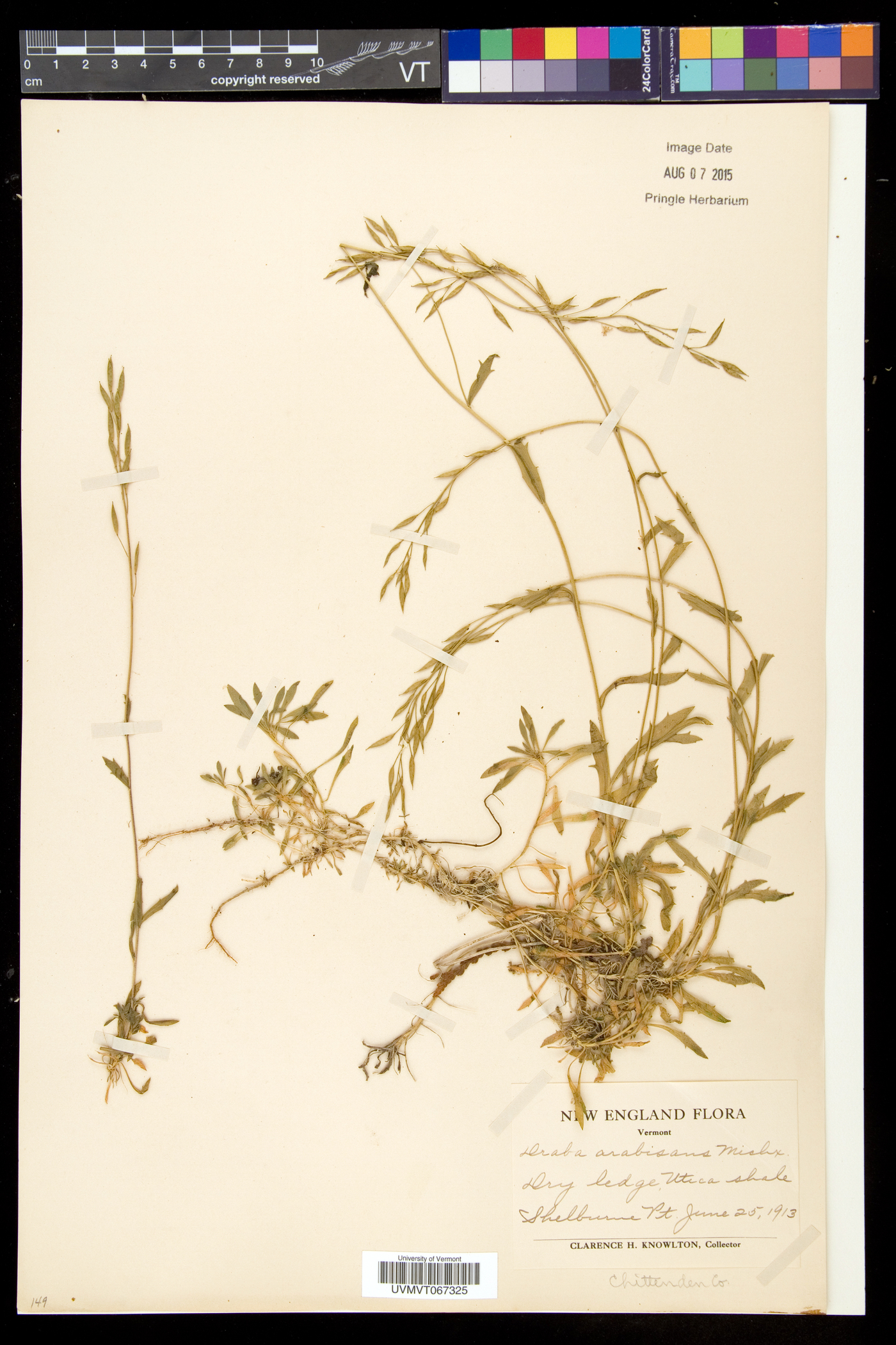 Draba arabisans image