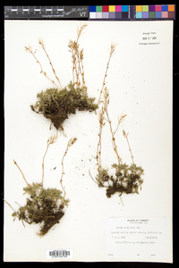 Draba arabisans image