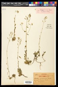 Draba arabisans image