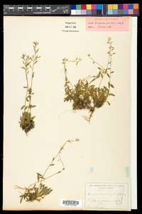 Draba arabisans image