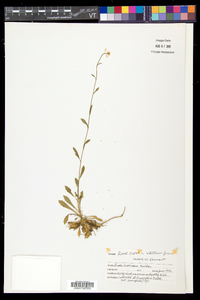 Draba arabisans image