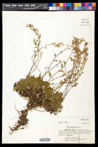 Draba arabisans image