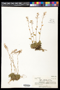 Draba arabisans image