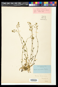 Draba arabisans image