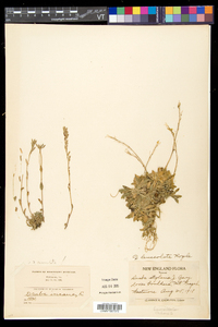 Draba cana image