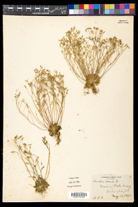 Draba verna image