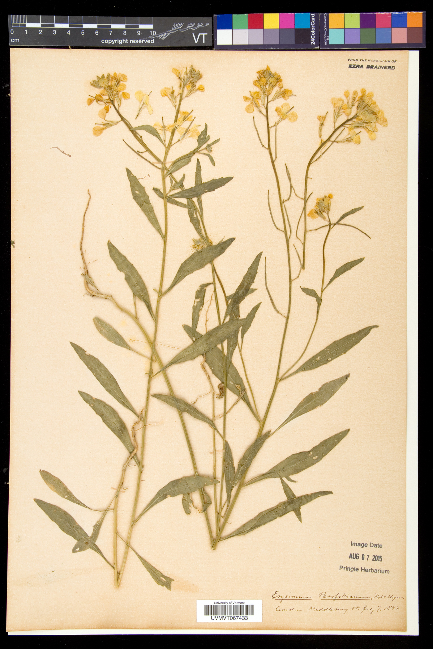 Erysimum perofskianum image