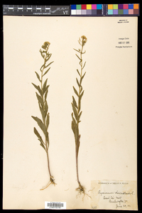 Erysimum cheiranthoides image