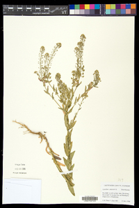 Lepidium campestre image