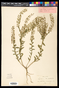 Lepidium campestre image