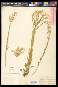 Lepidium campestre image