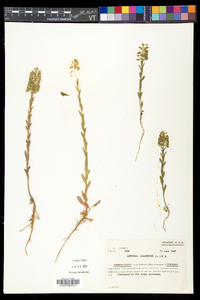 Lepidium campestre image