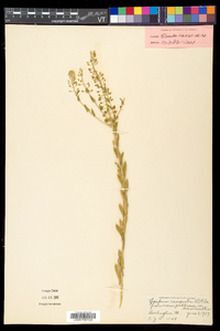 Lepidium campestre image