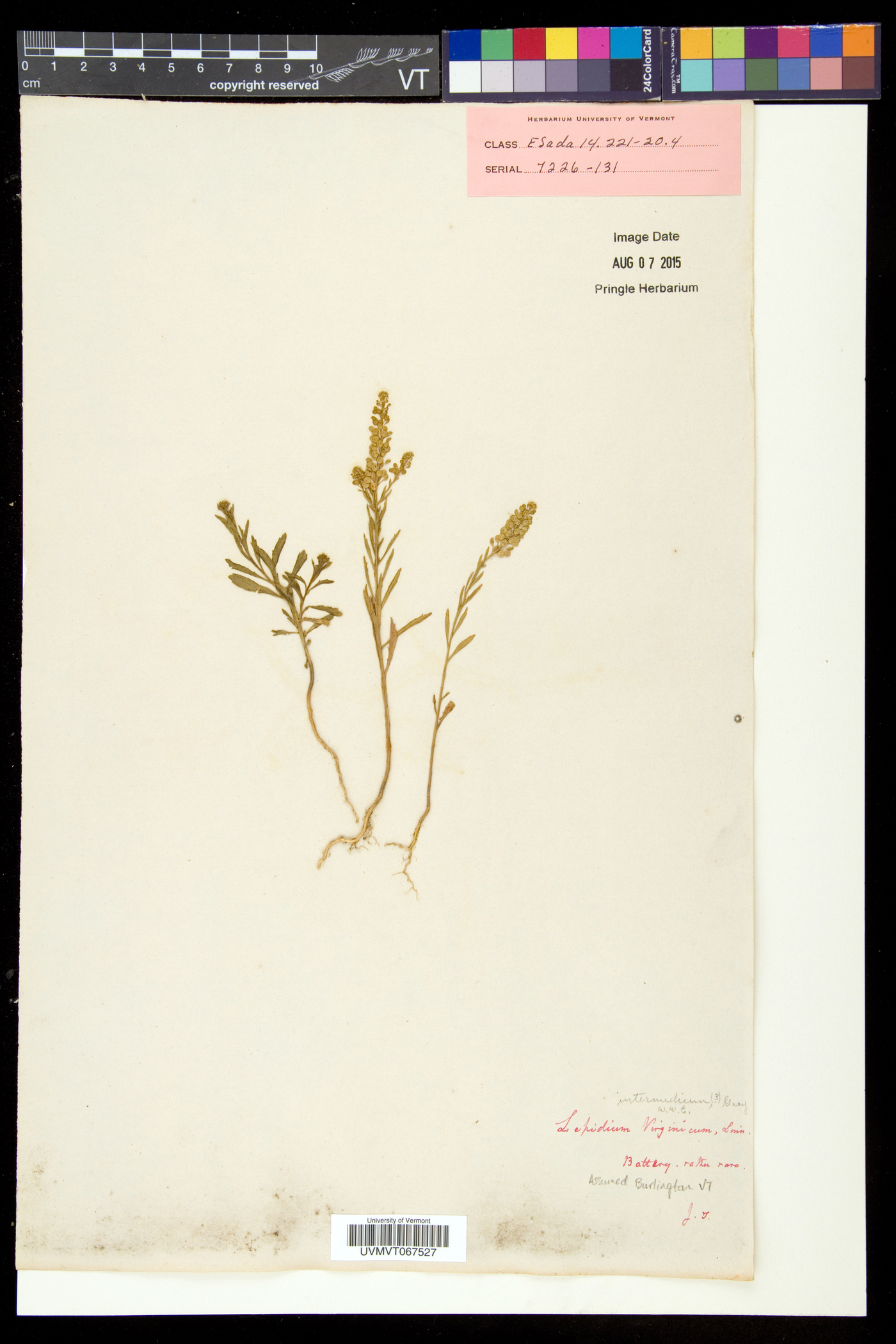 Lepidium densiflorum var. densiflorum image