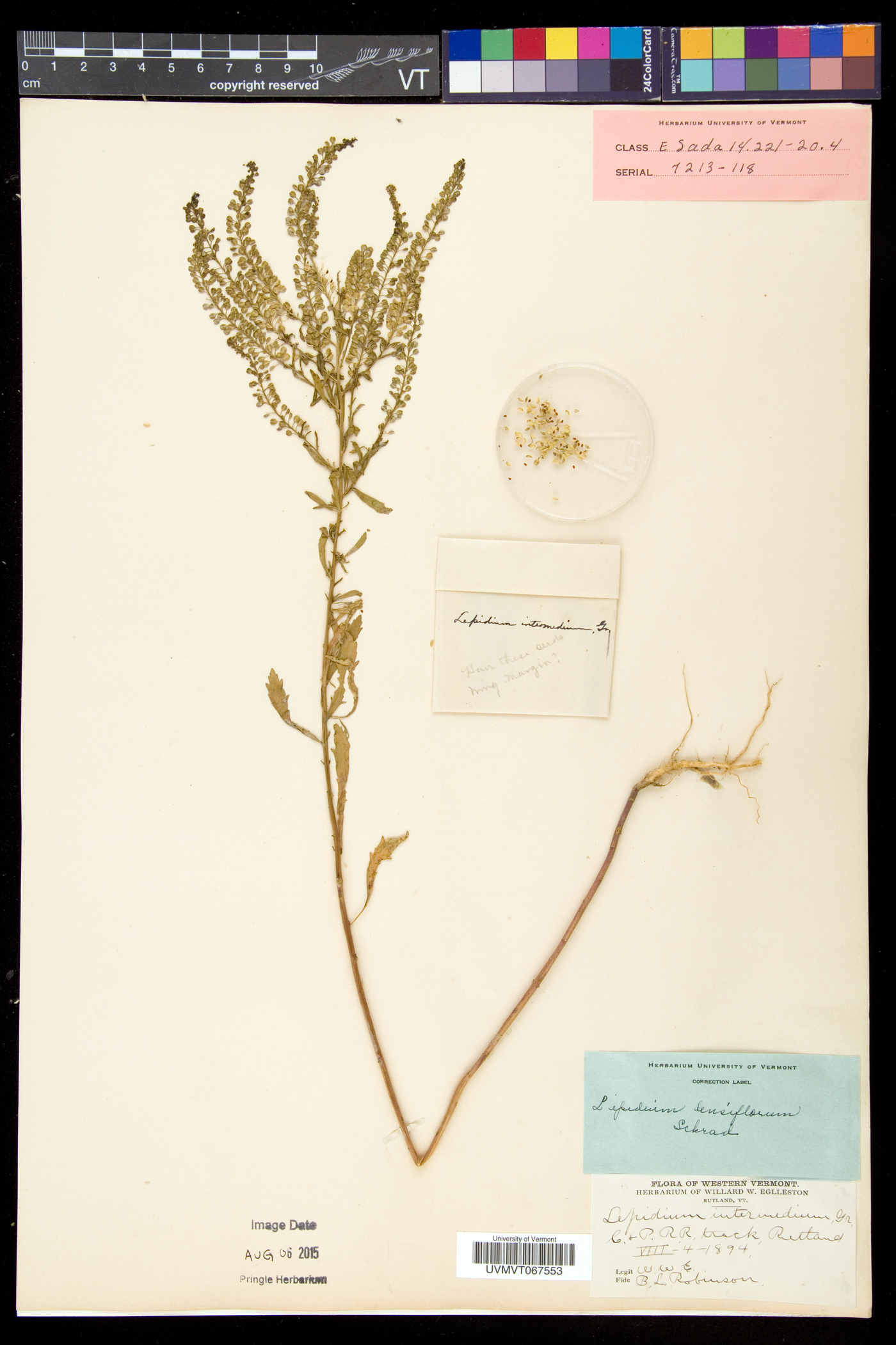 Lepidium densiflorum var. densiflorum image