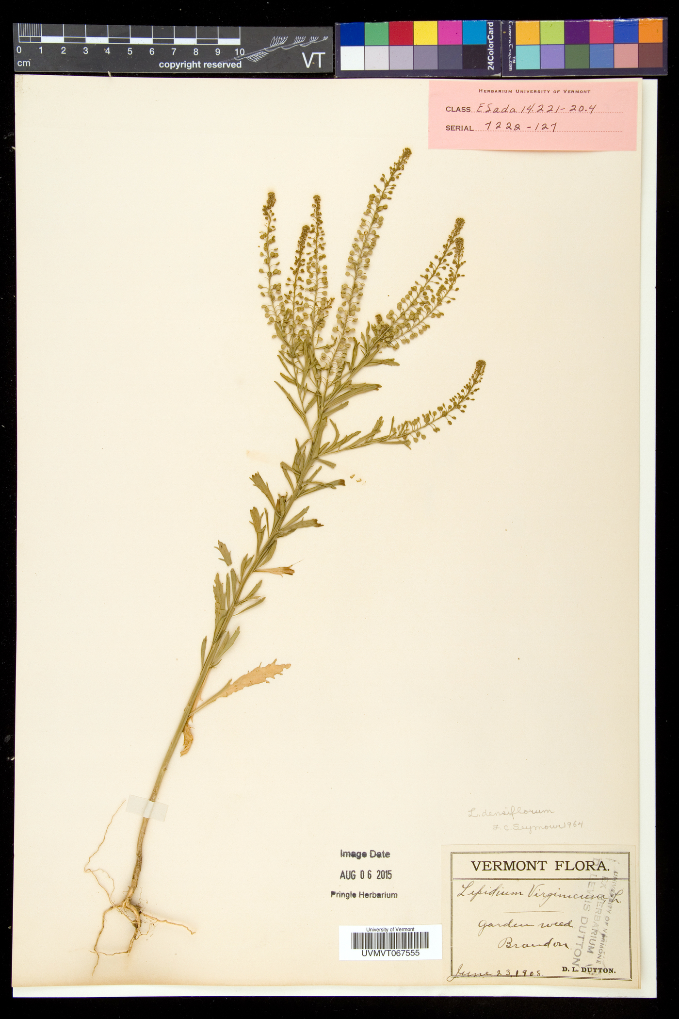 Lepidium densiflorum var. densiflorum image