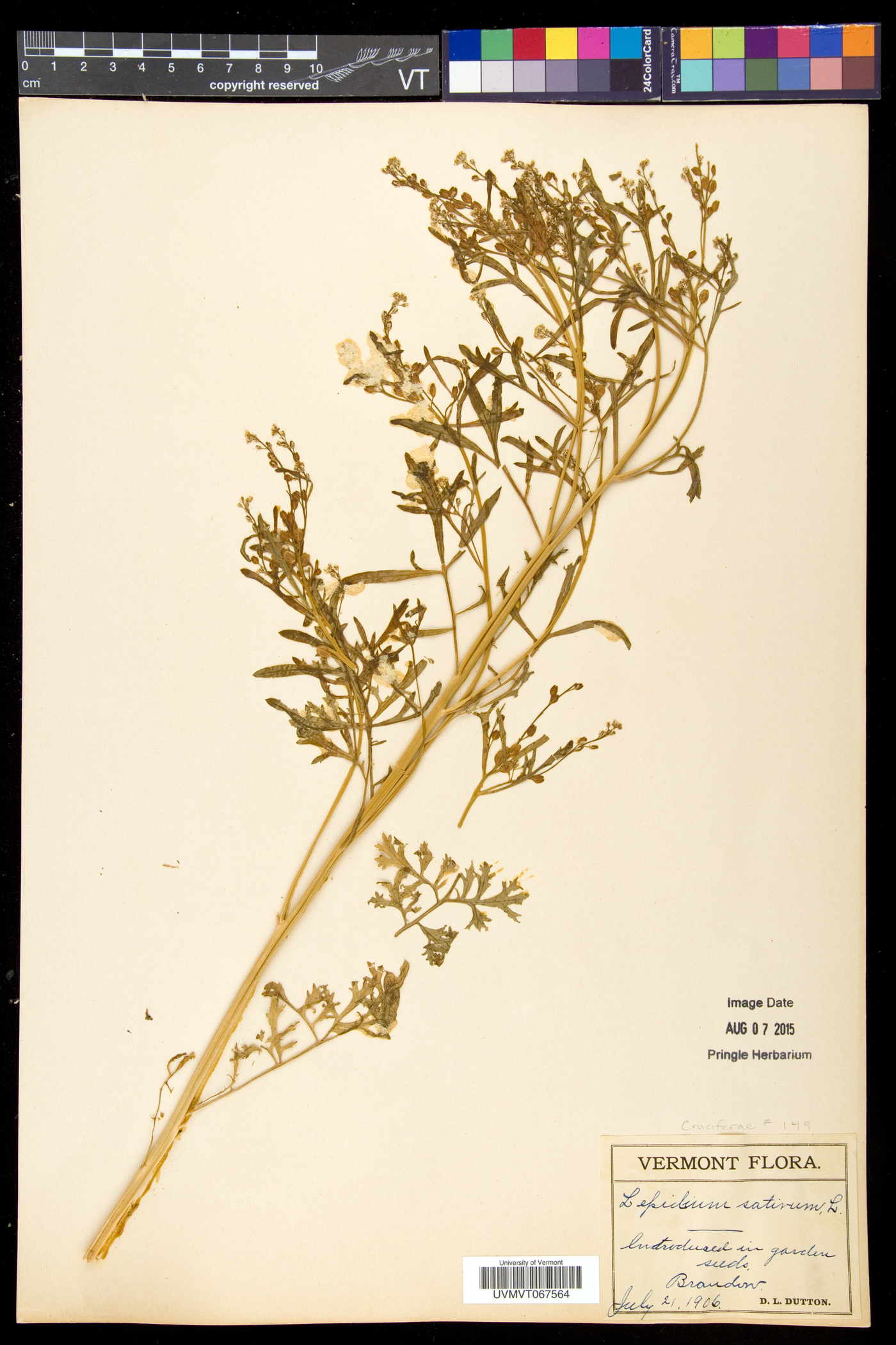 Lepidium sativum image