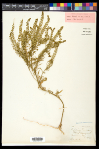 Lepidium virginicum var. virginicum image