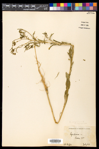 Lepidium virginicum var. virginicum image